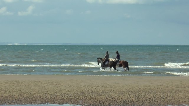 chevaux dans la mer