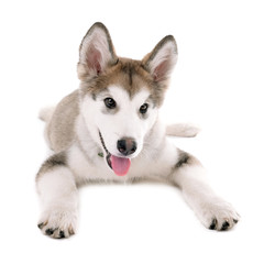Cute Malamute puppy lying isolated on white