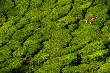 A man is laying on the beautiful and bright green tea bushes. - 92568876