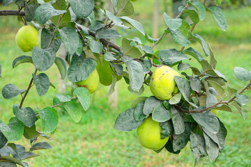 Ripening sweet quince fruits growing on a quince tree branch