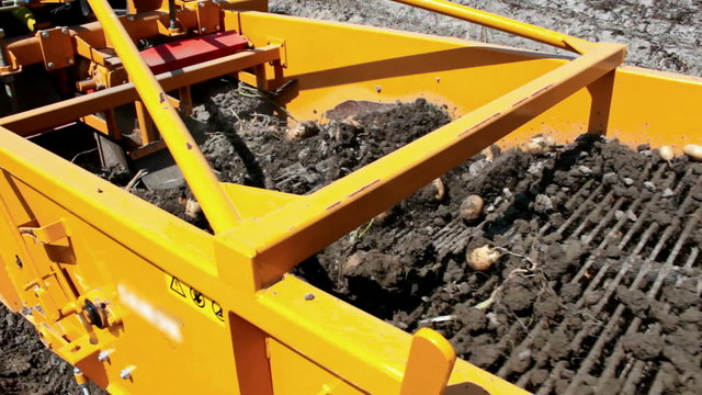 Quarrying of of raw potato out of the ground