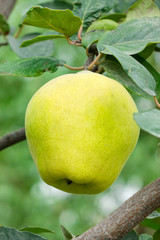 Ripening sweet quince fruits growing on a quince tree branch