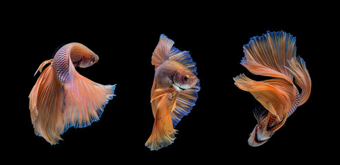 Fototapeta premium Betta