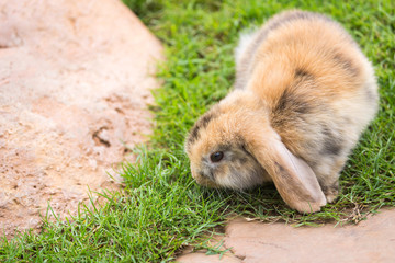 Holland Lop rabbit