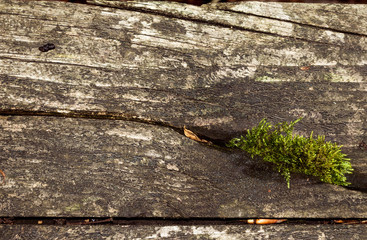 texture of old boards 1a © summit fever