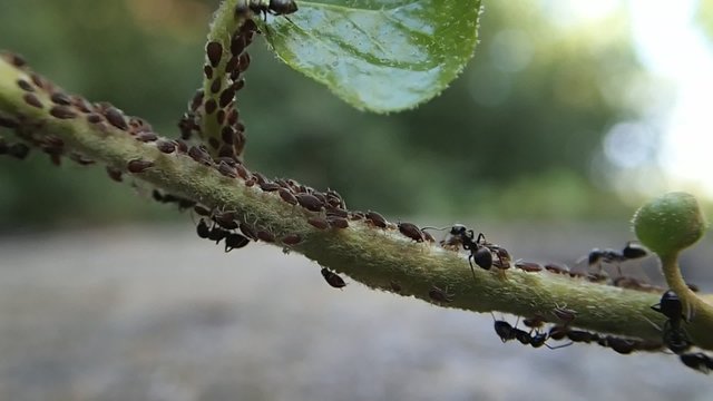 Ants and aphids 