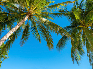 Fototapeta na wymiar many coconut palm trees on blue sky