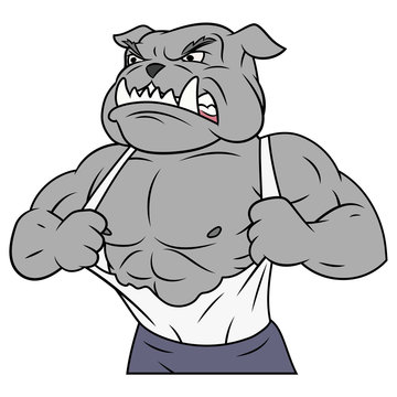Aggressive bulldog tearing his shirt