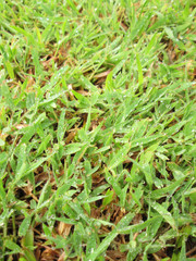 Close up of fresh thick grass with water drops in the early morning