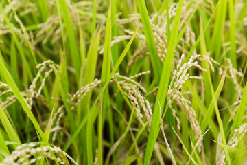 Paddy rice