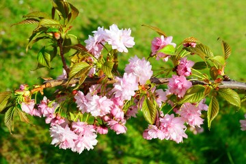 Beautiful pink cherry blossom in Vilnius city