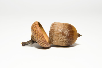 One acorn with hat on over white