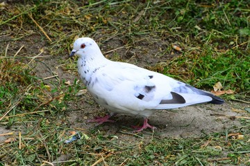 Dove (Columba oenas) foraging in the city