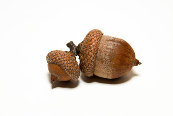 Two acorns with hats on over white