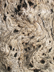 Wooden Swirls Organic Background Texture