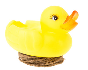 duck on nest