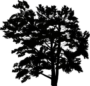 single large black pine silhouette isolated on white