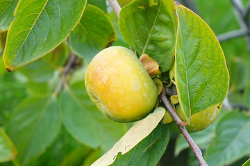 Obraz premium Ripening persimmon fruits growing on a persimmon tree branch