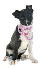 Obraz premium puppy border collie