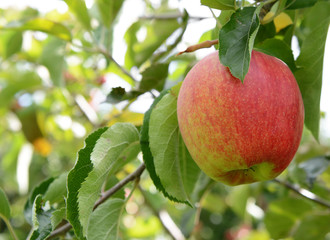 Rosy red apple ready for harvest