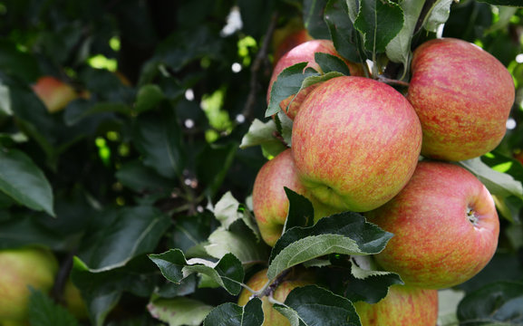 Group of ripe apples on the tree