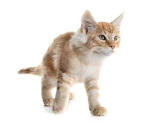 maine coon kitten