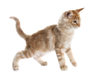 maine coon kitten