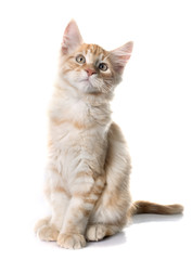 maine coon kitten