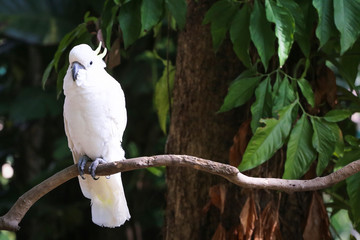 cockatoos