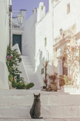 Naklejka premium Ostuni, Salento, Apulia