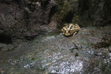 Fototapeta na wymiar Marine Toad or Cane Toad