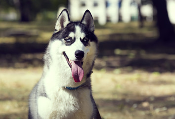 Siberian Husky closeup portrait in autumn park