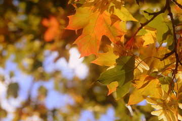 Autumn leaves background - Herbsthintergrund