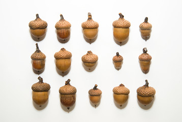 Many acorns with hats on over white
