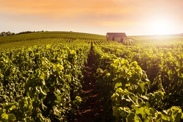 Foto op Canvas Champagne-wijngaarden bij zonsondergang, Montagne de Reims, Frankrijk © geniusksy