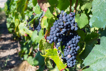 vine grapes in Montagne de Reims, France