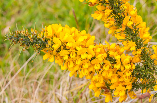 ajonc d'Europe, ulex europaeus, arbuste &eacute;pineux