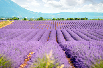 Naklejka na ściany i meble Lavender field in Provence against blue sky
