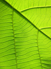pattern of green teak leaf