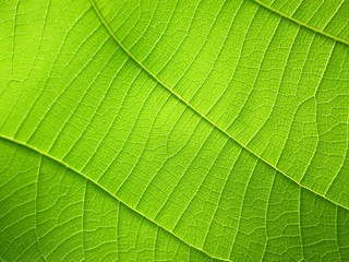 close up pattern of green teak leaf