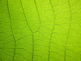 close up pattern of green teak leaf