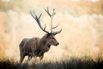 cerf brame chasse animal sauvage bois roi