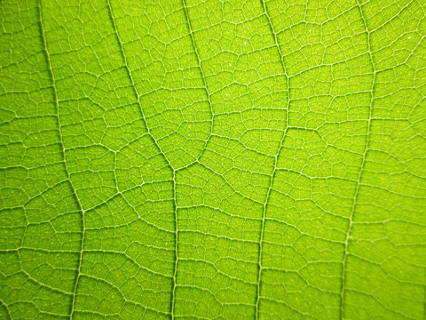 close up pattern of green teak leaf