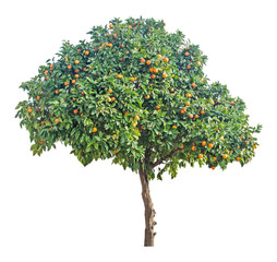 tangerine tree on white background