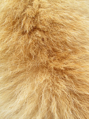 Macro Dog Hair