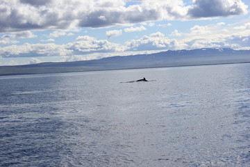 Blick auf die Rückenflosse eines Zwergwals (Minkwal) bem Whale Watching auf Island
