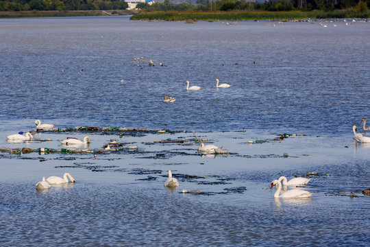 swans on a lake polluted