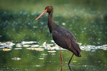 black stork