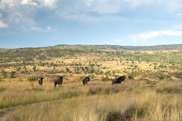Fototapeta na wymiar Wildebeest, National park Ezemvelo. South Africa. 