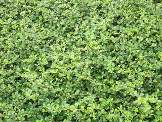 Green leaves seamless background